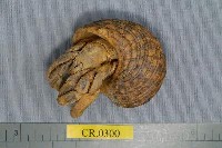 藏品(印紋真寄居蟹)的圖片